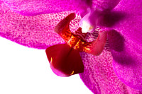 20130809-050 Orchidee