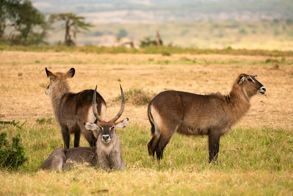 20190819-0080 Masai Mara