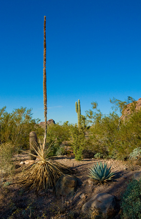 20070922-267 Phoenix Desert Botanical Garden