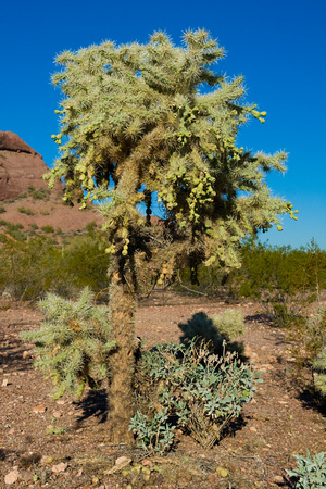 20070922-264 Phoenix Desert Botanical Garden