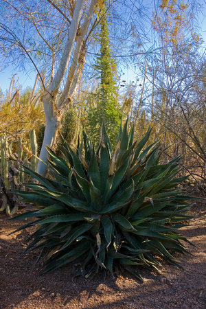 20070922-288 Phoenix Desert Botanical Garden