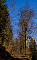 20070218-005  Wald bei Steinach