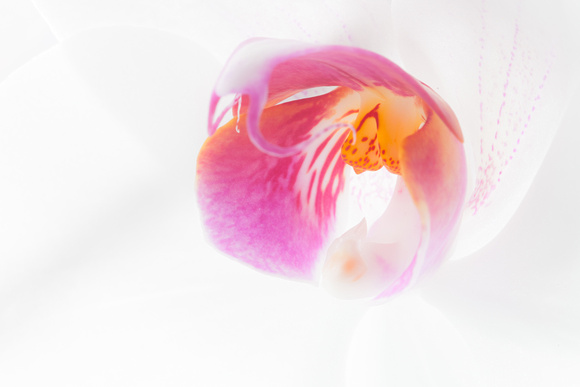 20130809-039 Orchidee