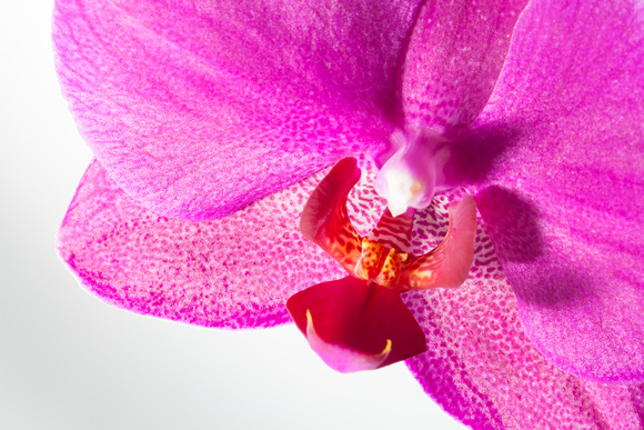 20130809-043 Orchidee
