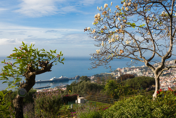 20170201-319 Madeira