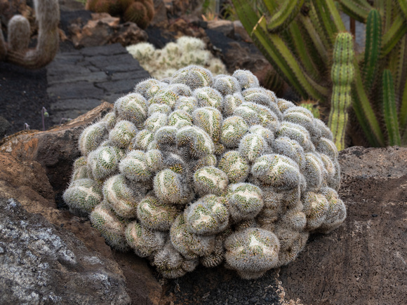 20190128-0425 Jardin de Cactus