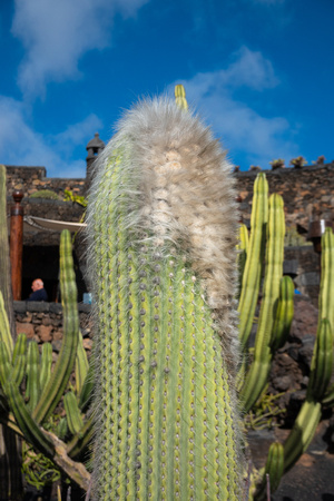 20190128-0467 Jardin de Cactus