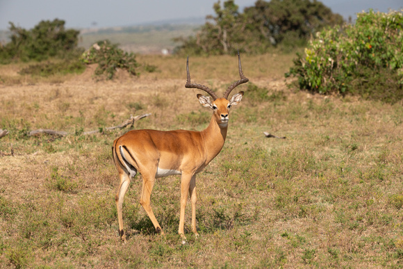 20190819-0012 Masai Mara