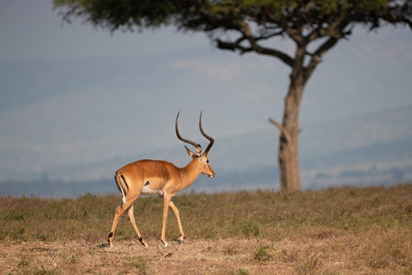 20190819-0031 Masai Mara