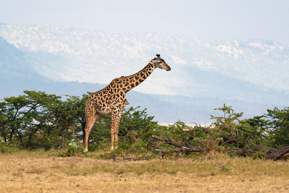 20190819-0050 Masai Mara