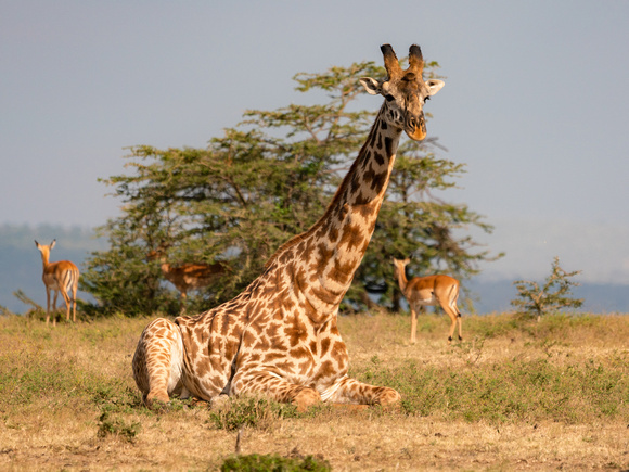 20190819-0058 Masai Mara