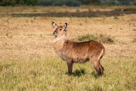 20190819-0071 Masai Mara
