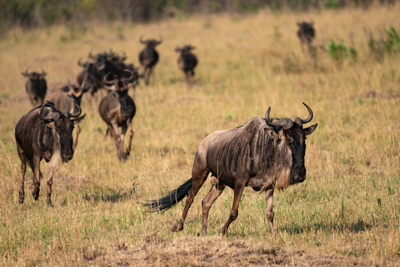 20190819-0113 Masai Mara