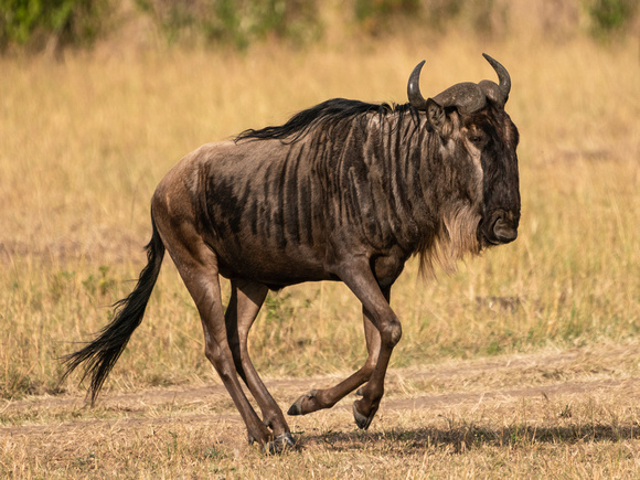 20190819-0137 Masai Mara