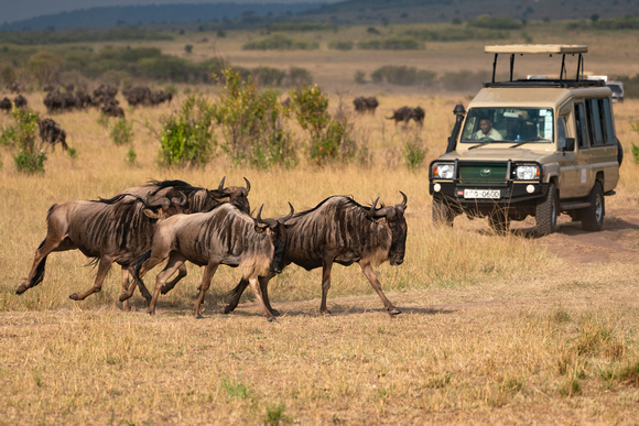 20190819-0206 Masai Mara