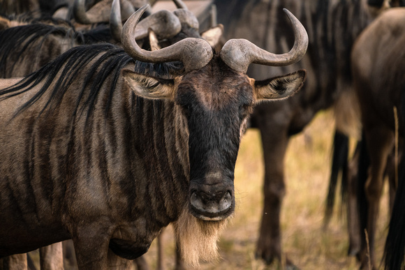 20190819-0253 Masai Mara