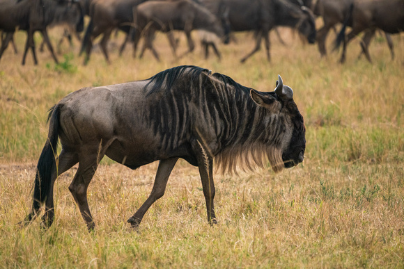 20190819-0297 Masai Mara