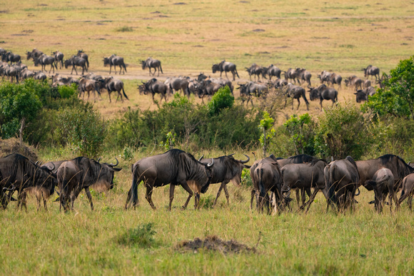 20190819-0314 Masai Mara