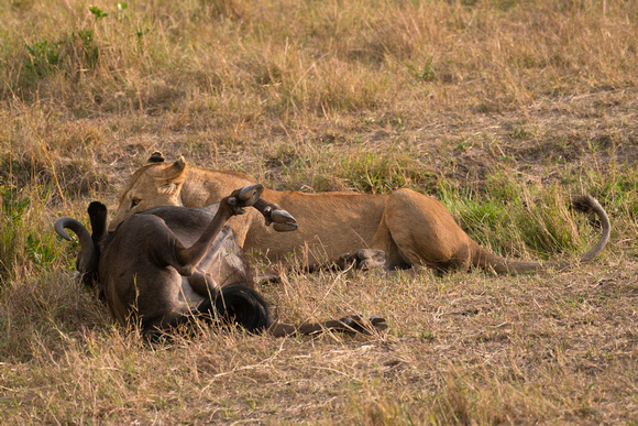 20190819-0325 Masai Mara