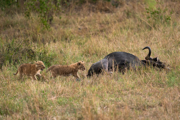 20190819-0390 Masai Mara