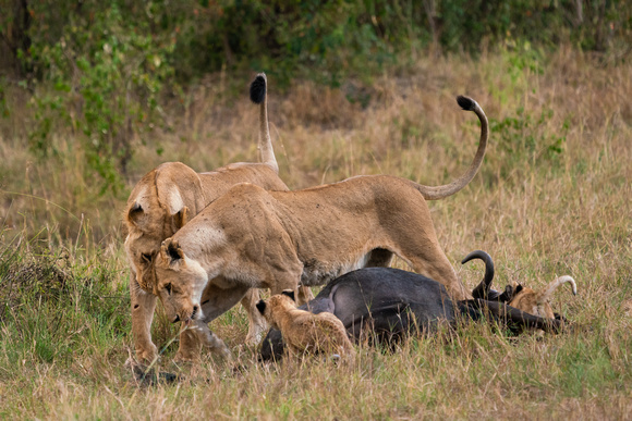 20190819-0459 Masai Mara