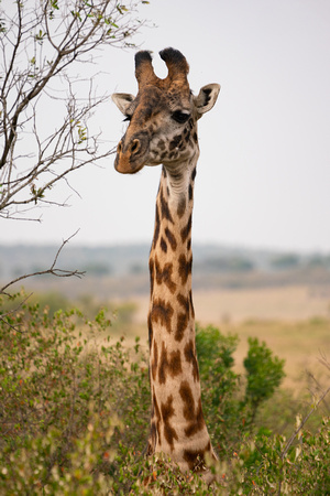 20190820-0588 Masai Mara