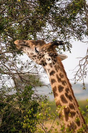 20190820-0593 Masai Mara