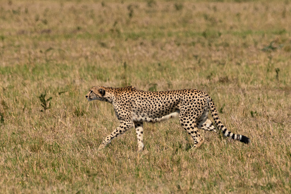 20190820-1002 Masai Mara