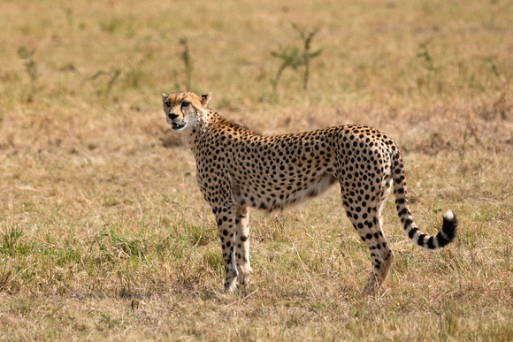 20190820-1063 Masai Mara