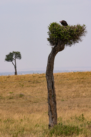 20190820-1336 Masai Mara