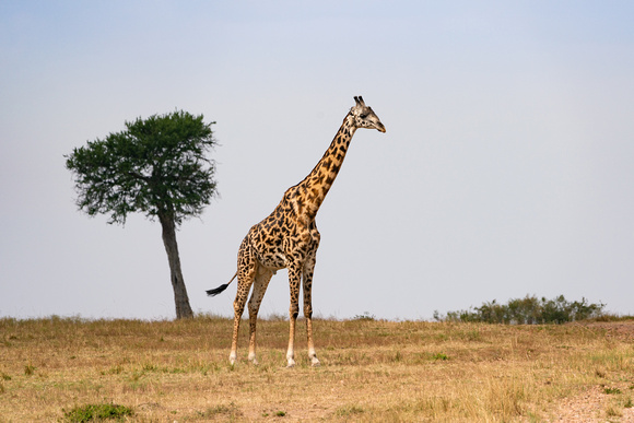 20190820-1716 Masai Mara