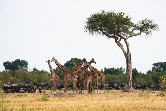 20190820-1756 Masai Mara