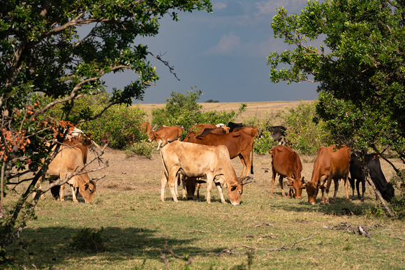20190820-2026 Masai Mara