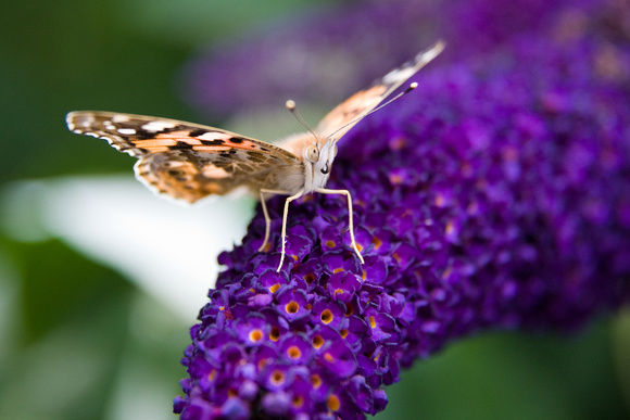20090723-0004 Schmetterlinge auf Hiddensee
