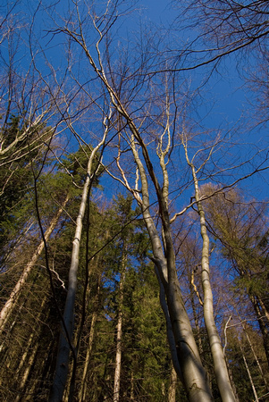 20070218-002  Wald bei Steinach