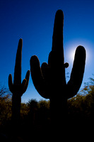 Phoenix Desert Botanical Garden AR