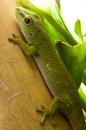20110108-005 Madagaskar-Taggecko
